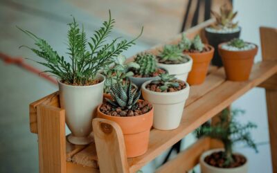 La rentrée des plantes d’intérieur