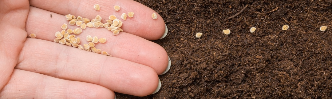 Que faire au jardin en mars ?