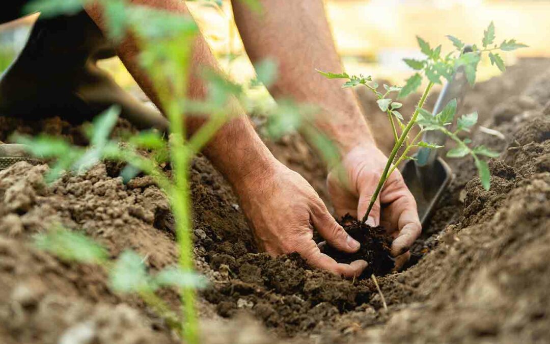 Que faire au jardin en mai ?