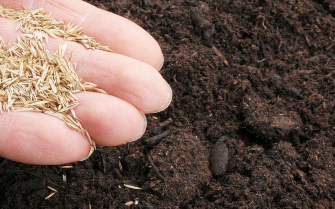 Que faire au jardin en juin ?