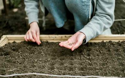 Que faire au jardin en septembre ?