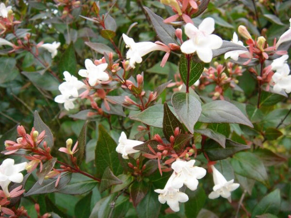 Abelia grandiflora