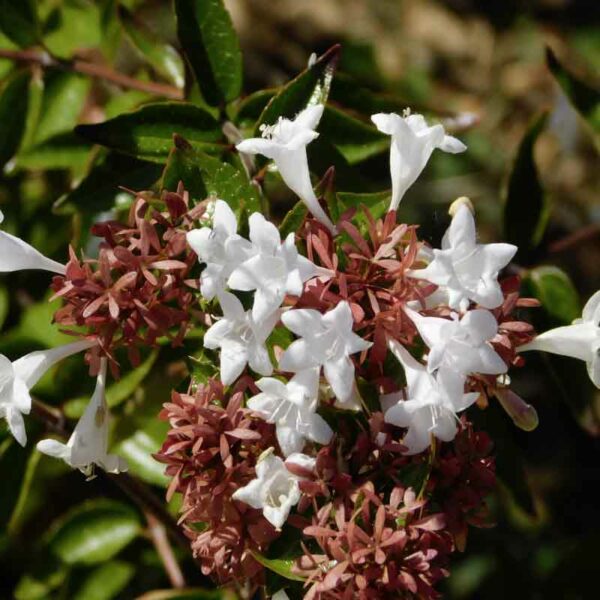 Abelia grandiflora – Image 2