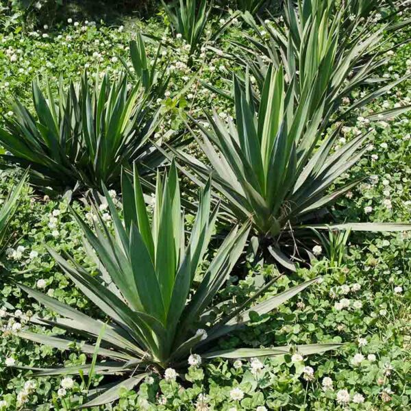 Cordyline – Image 2