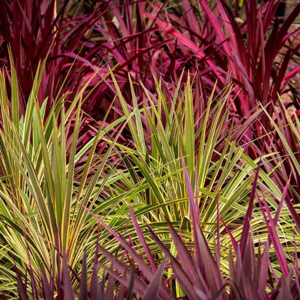 Cordyline