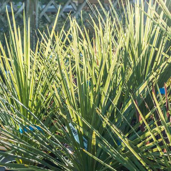 Cordyline – Image 3