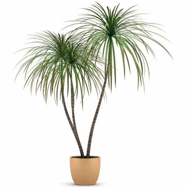 Dracaena marginata