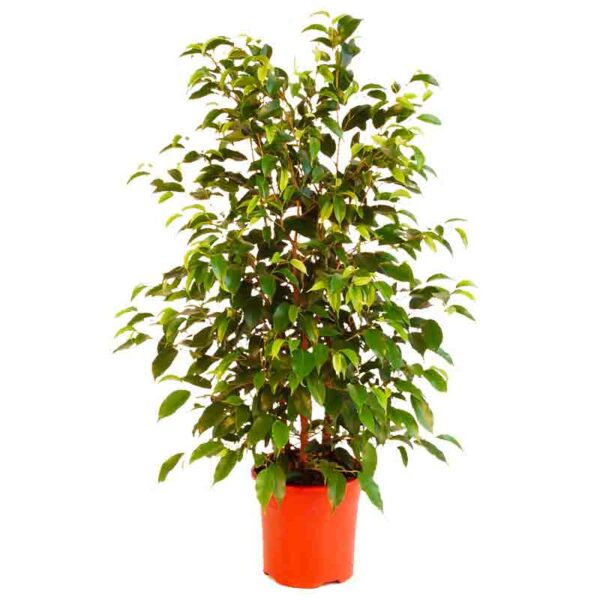 Ficus benjamina - Figuier pleureur