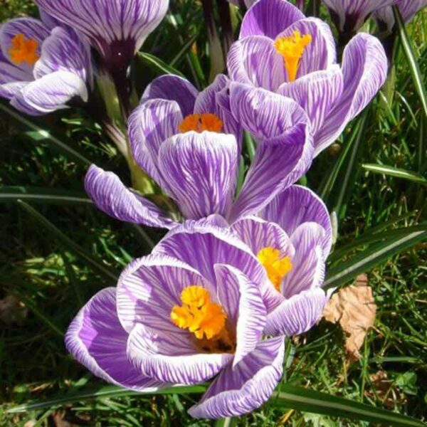 Crocus - Crocus spp.