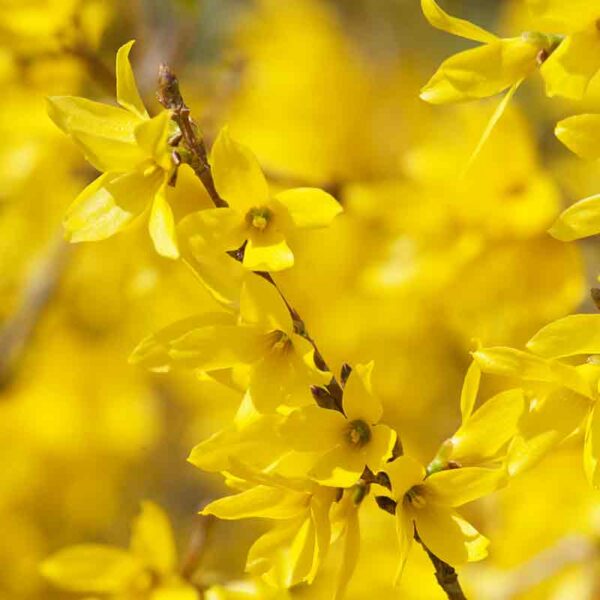 Forsythia – Image 3