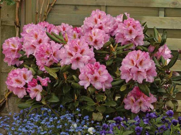 Rhododendron – Image 3