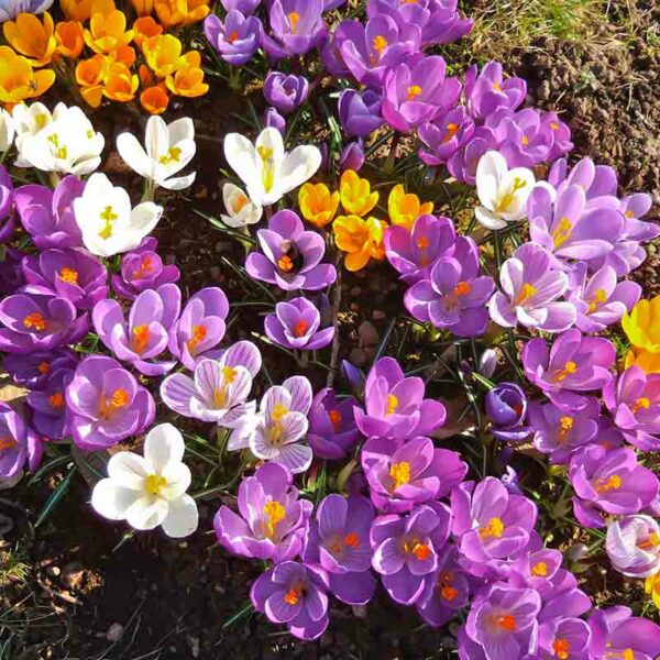 Crocus - Crocus spp. – Image 3