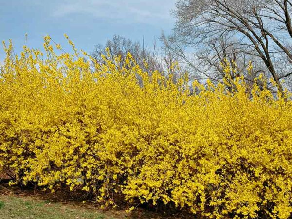 Forsythia – Image 2