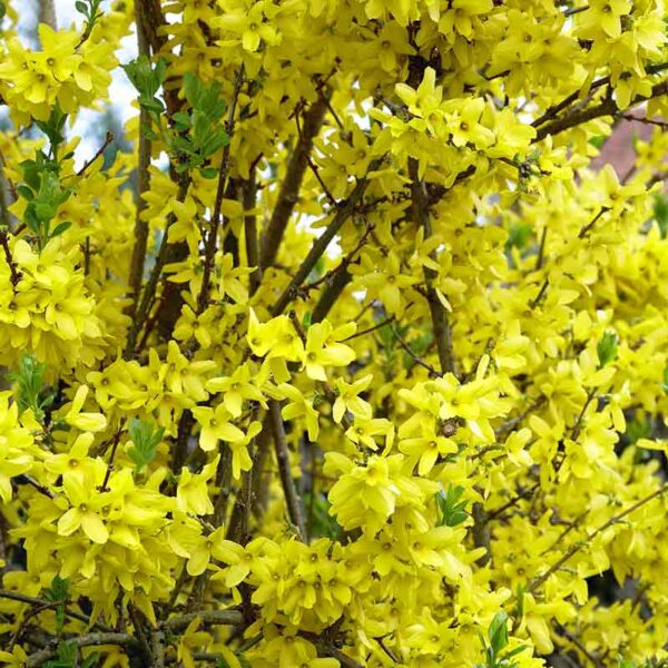 Forsythia – Image 4