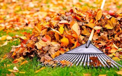 Que faire au jardin en novembre ?