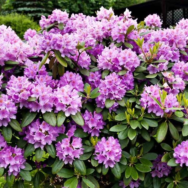 Rhododendron