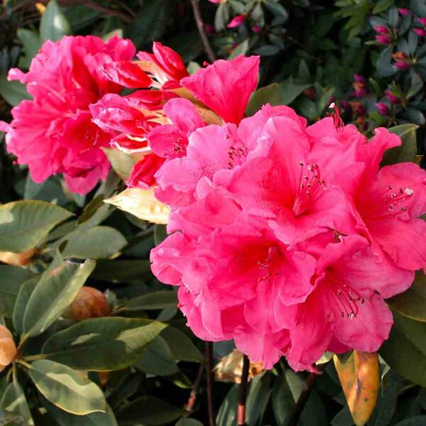 Rhododendron – Image 2