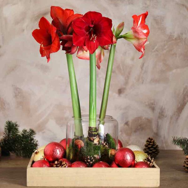 Amaryllis - Hippeastrum hybrides