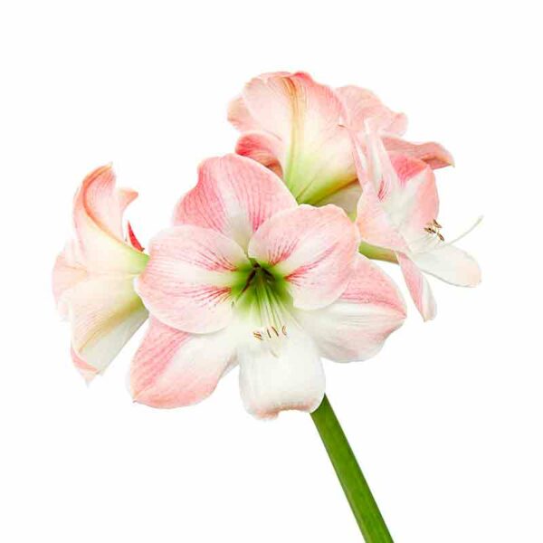 Amaryllis - Hippeastrum hybrides – Image 3