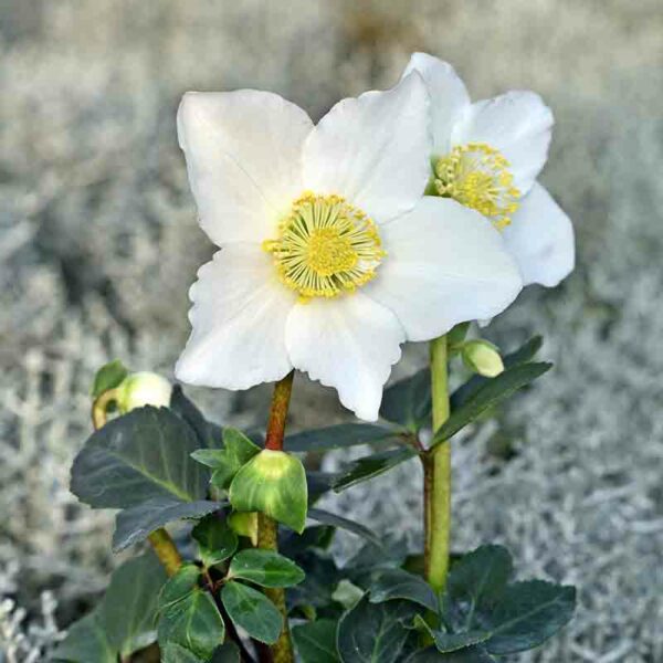 Hellébore, rose de Noël