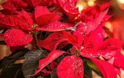 La beauté végétale durable pour vos fêtes