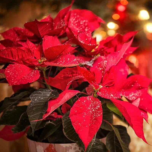 Poinsettia