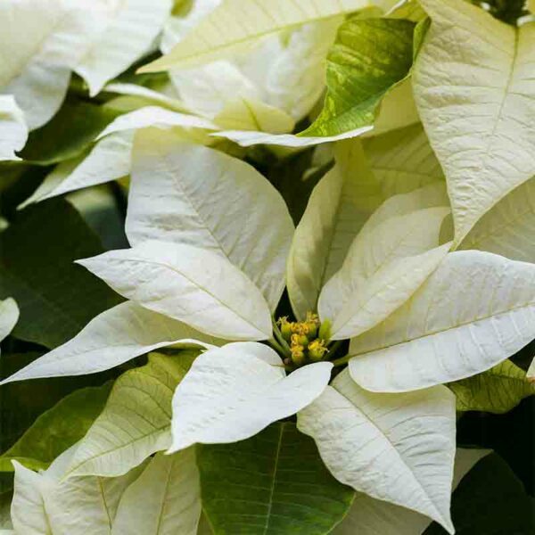 Poinsettia – Image 4