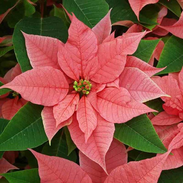 Poinsettia – Image 3