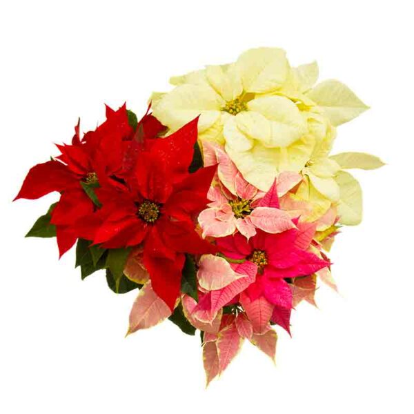 Poinsettia – Image 2