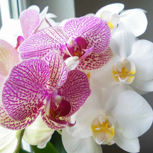 Orchidée Papillon (Phalaenopsis)