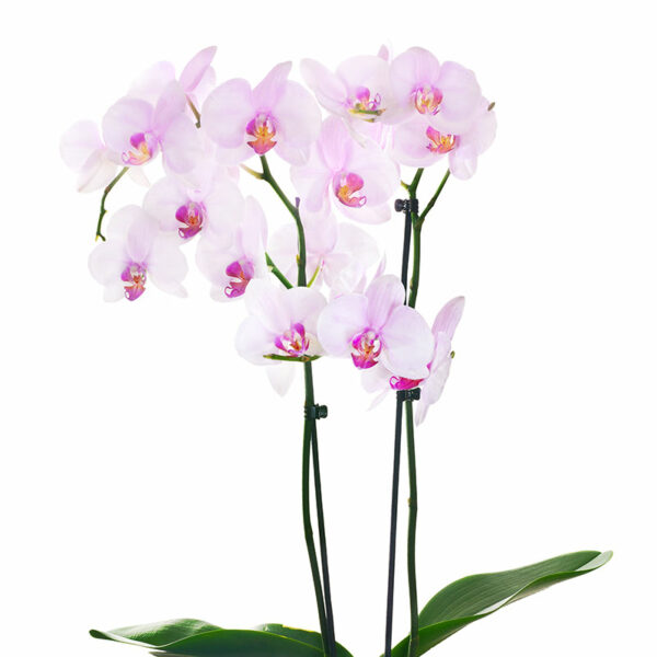 Orchidée Papillon (Phalaenopsis) – Image 2