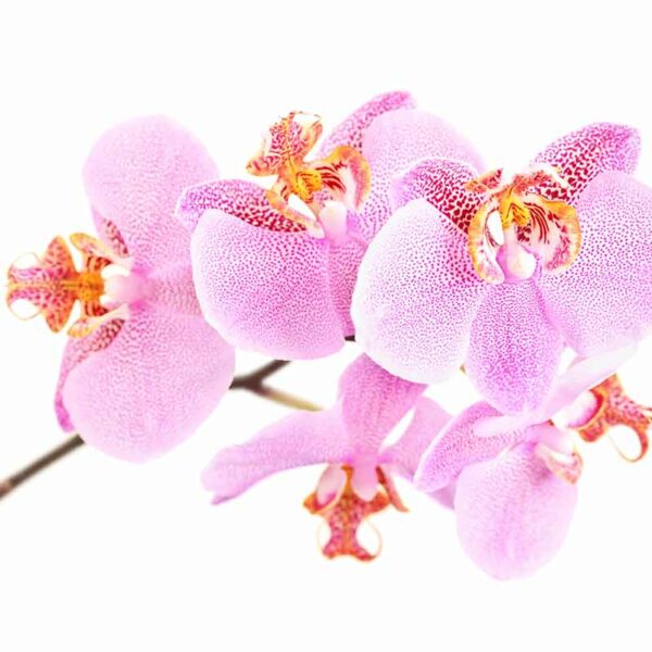 Orchidée Papillon (Phalaenopsis) – Image 3