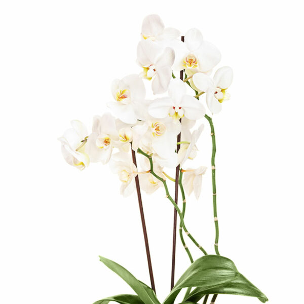 Orchidée Papillon (Phalaenopsis) – Image 6