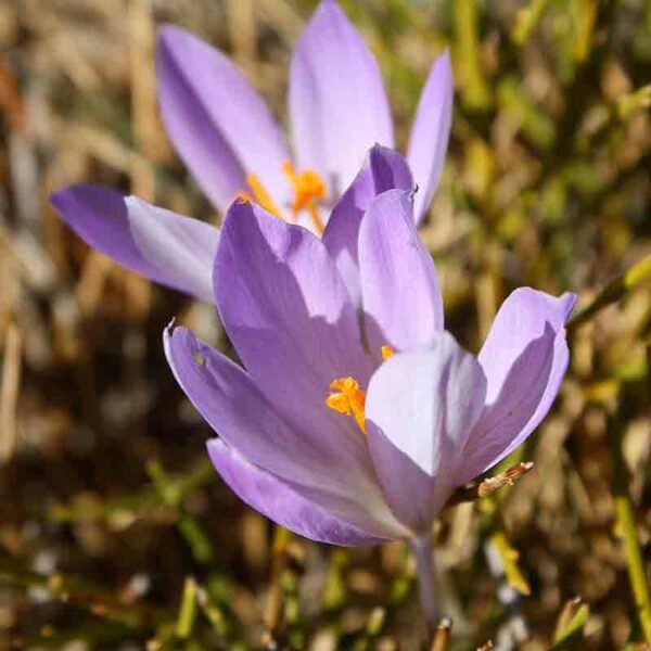 Crocus - Crocus spp. – Image 5