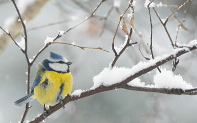 Que faire au jardin en janvier ?