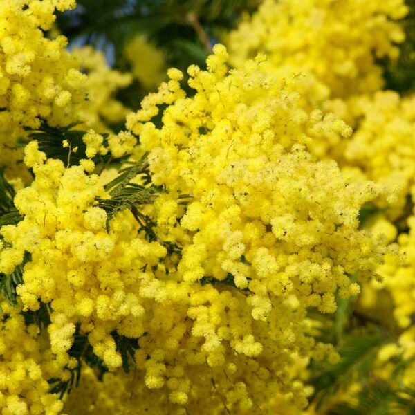 Mimosa d'hiver – Image 6