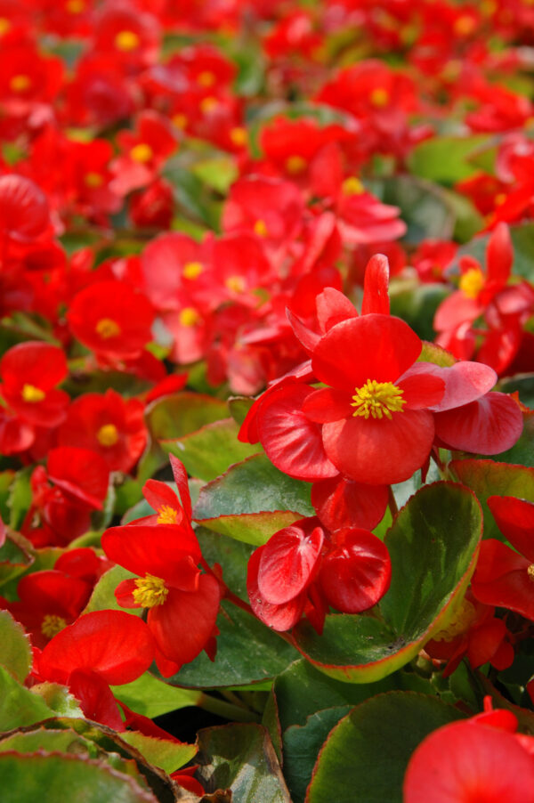 Bégonia à massif