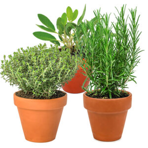 Aromatiques