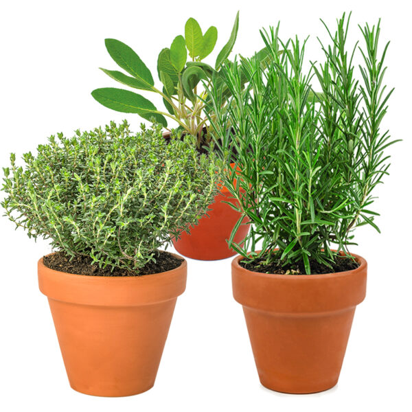 Aromatiques