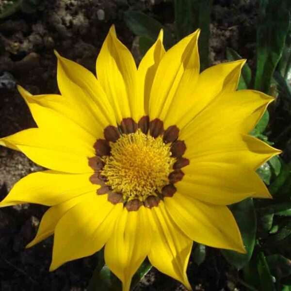Gazania – Image 2