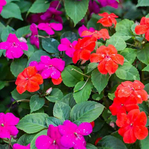 Impatiens – Image 4