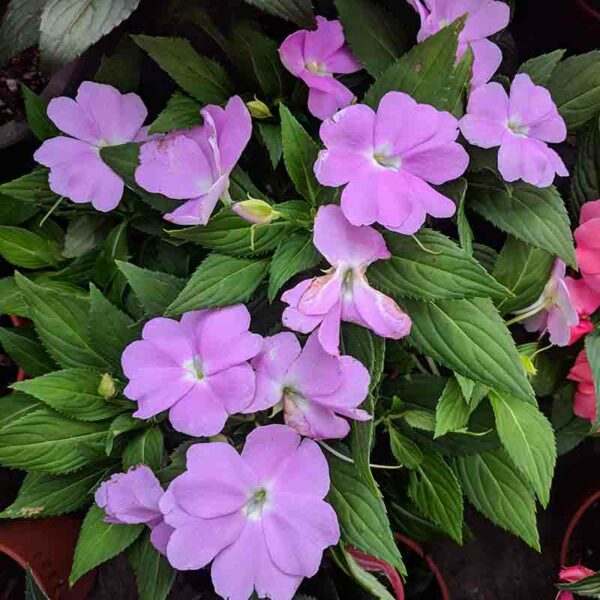 Impatiens – Image 3