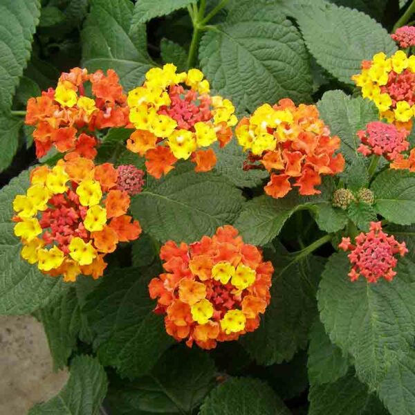 Lantana – Image 4