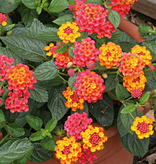 Lantana