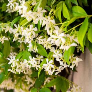 Trachelospermum Jasminoides