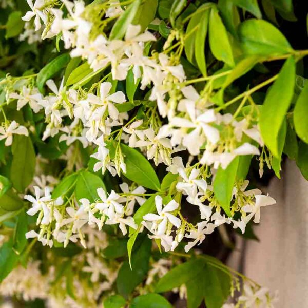Trachelospermum Jasminoides
