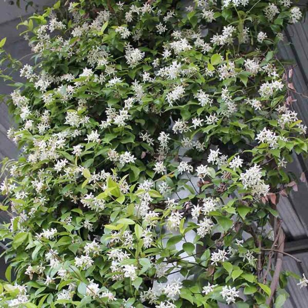 Trachelospermum Jasminoides – Image 2