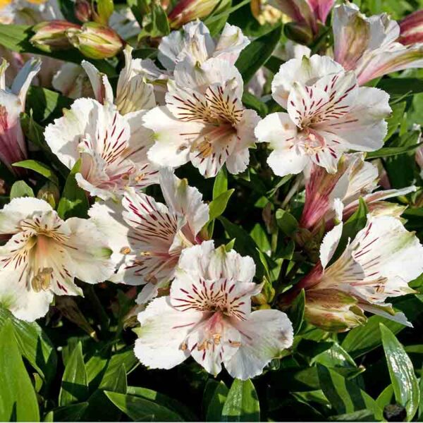 Alstromeria – Image 3