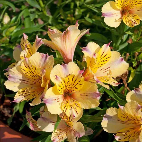Alstromeria