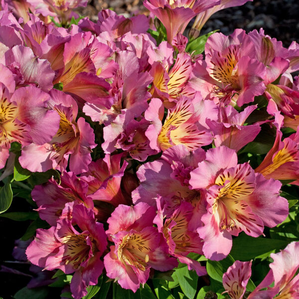 Alstromeria – Image 2
